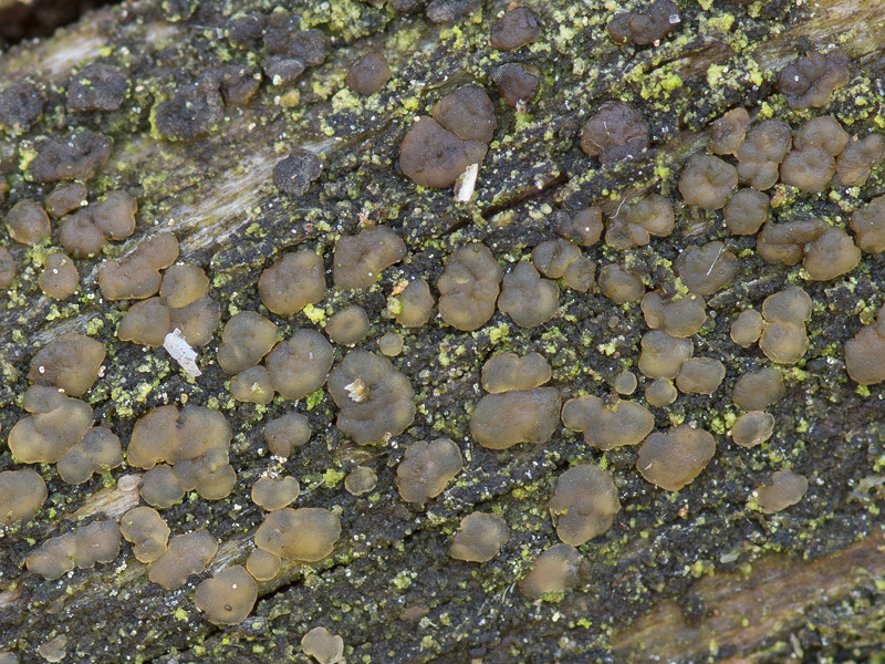 Cerinomyces neuhoffii